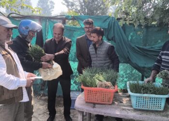 Agriculture Department Kashmir commences First Phase of Onion Seedling Sale at Kitchen Garden Lal Mandi