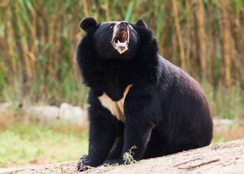 Bear attack injures man in Tral village