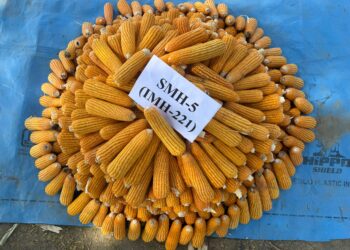 SKUAST-K’s Dr. Zahoor Ahmad Dar to Receive Dr. S. K. Vasal Award for Maize Research